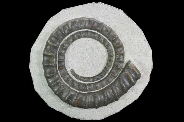 Devonian Ammonite (Anetoceras) - Morocco #99954